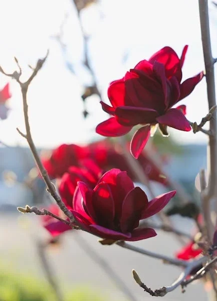 solar lights for garden: Brighten Your Outdoor Space