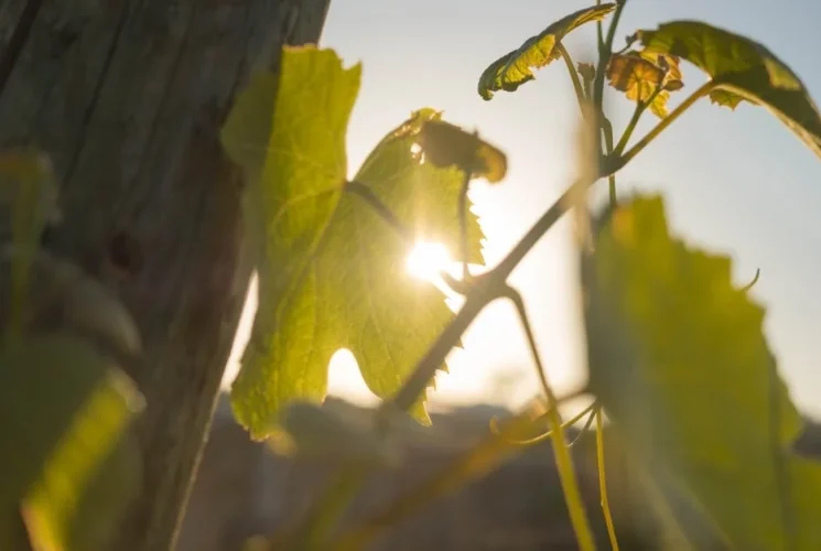 Harnessing Solar Energy for Agricultures Future